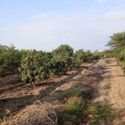 TERRENO SEMBRÍO EN CASMA