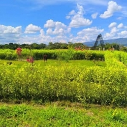 LOTE EXCLUSIVO
