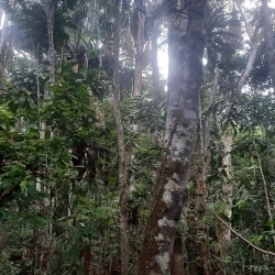 Venta Terreno Agricola